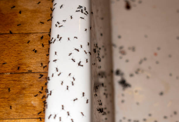 Best Flea Control Services  in Edinburg, IL