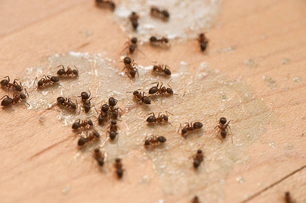 Best Pest Inspection Near Me  in Edinburg, IL